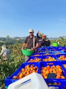 Récolte abricots 4