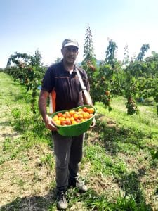 récolte abricots